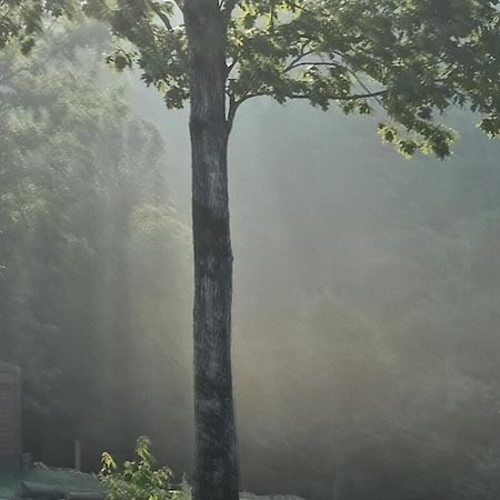 The Gemini-A Dreamy, Waterfront Tiny Cabin Rogersville エクステリア 写真