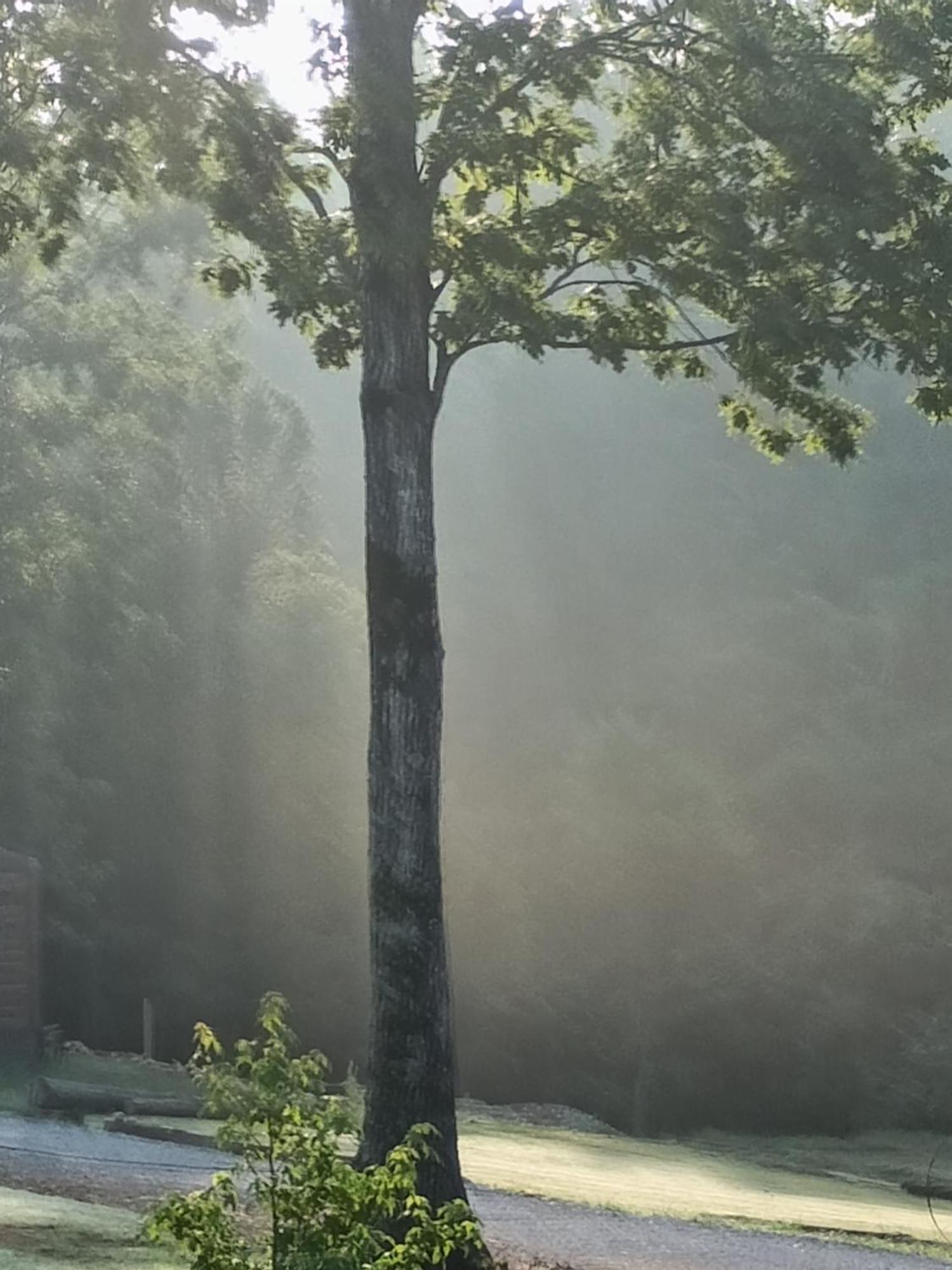 The Gemini-A Dreamy, Waterfront Tiny Cabin Rogersville エクステリア 写真